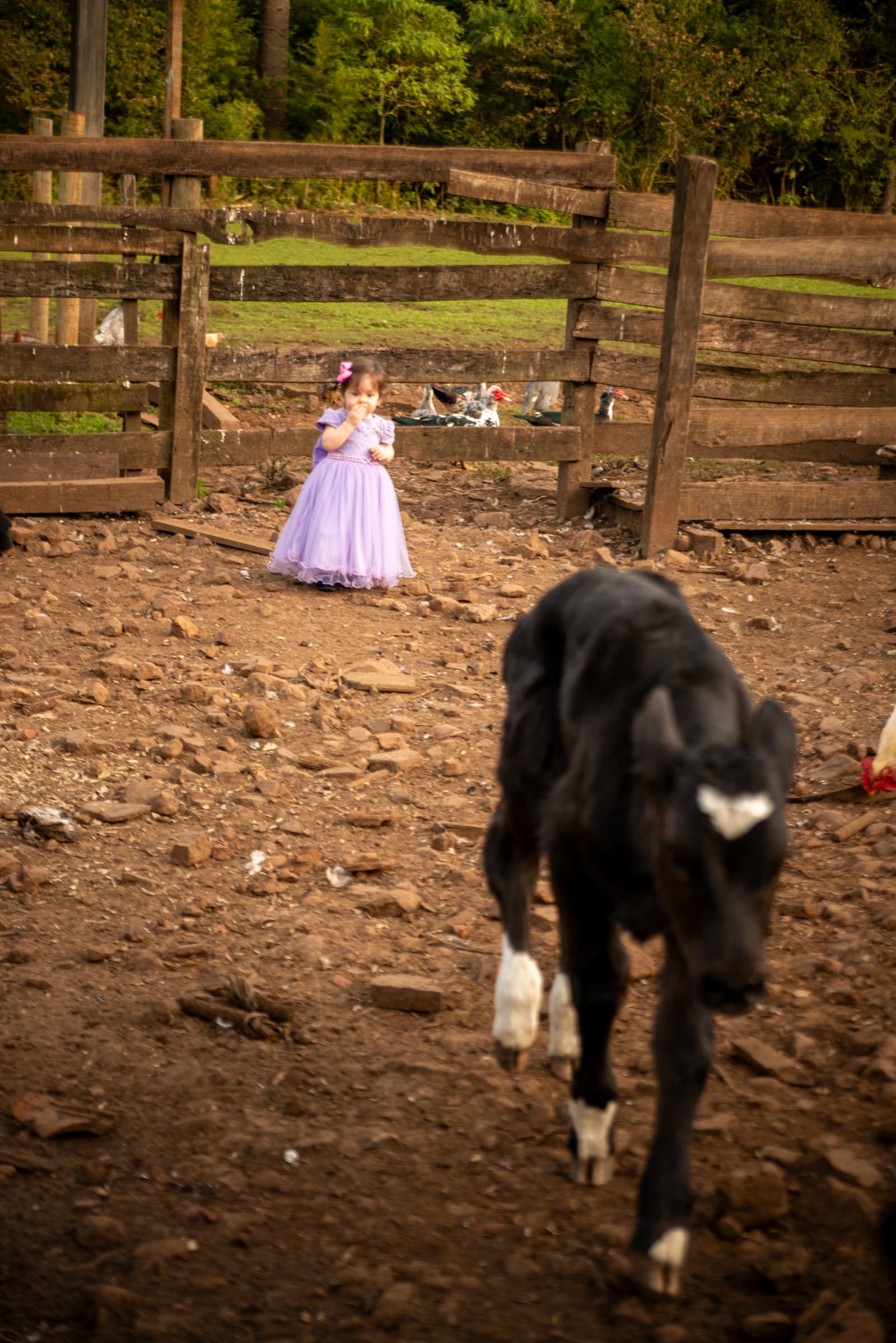 Infantil e Aninhos — fotografia de Paulo Spagnol